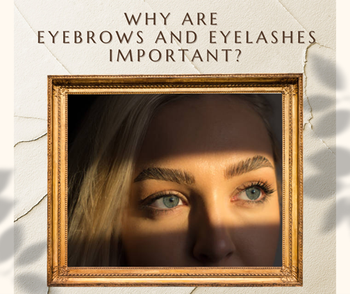 Why are eyebrows and eyelashes important?